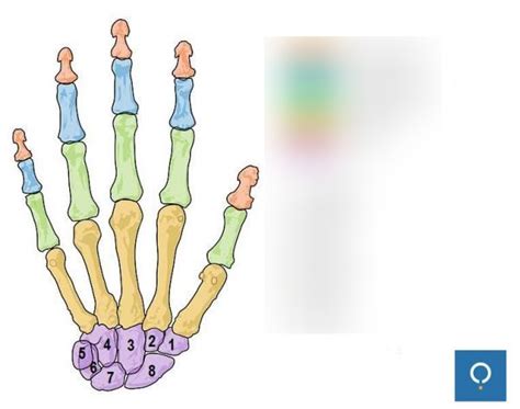 Hand bone 2 Diagram | Quizlet