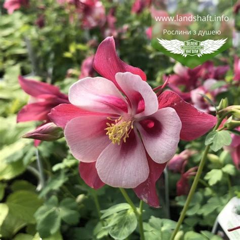 Aquilegia caerulea Songbird Cardinal Аквілегія Сонгбьорд Кардінал