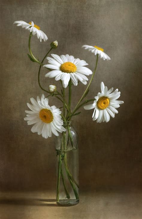 Daisies Still Life Still Life Flowers Still Life Art Flower Painting