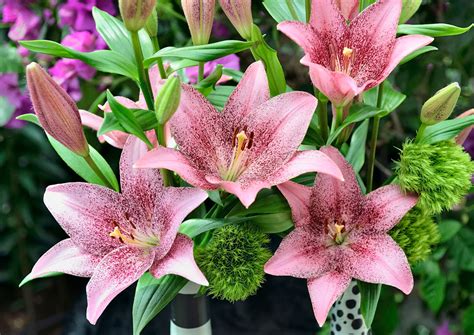 Sweet Sugar | Zabo Plant