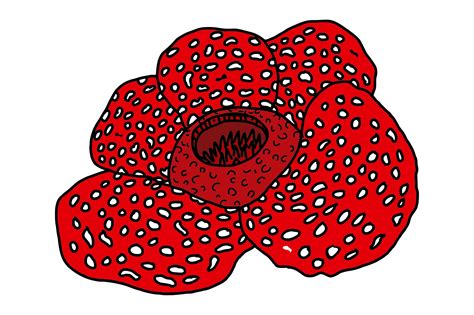 Rafflesia Flower Vector Graphic by Arief Sapta Adjie · Creative Fabrica