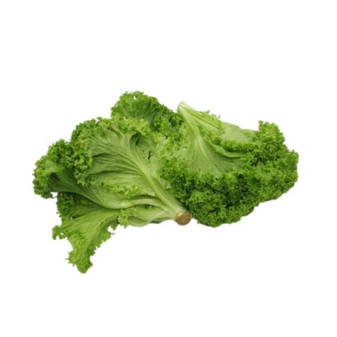 green coral lettuce  fresh collective