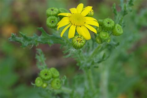 Senecio Leucanthemifolius Ssp Vernalis