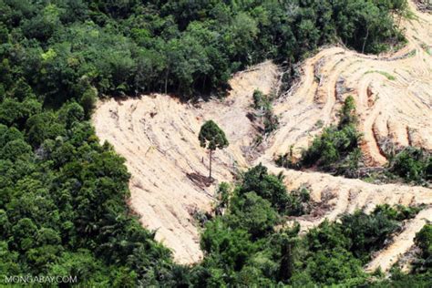 Tropical deforestation could disrupt rainfall globally