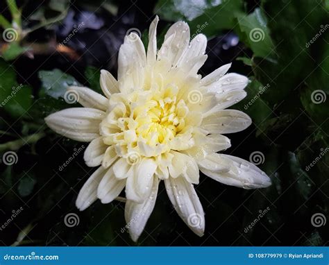 White Chrysanthemum Beautiful Flower Stock Image Image Of Land