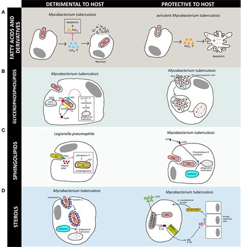 White Blood Cells Killing Bacteria