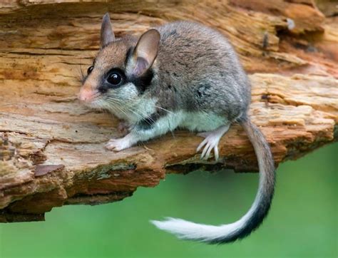 Садовая соня: описание, чем питается, где обитает, сколько живет