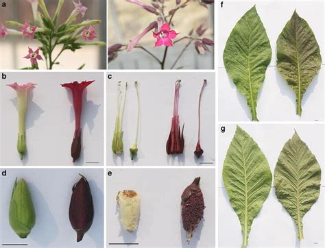 Phenotypes Of Transgenic Tobacco Plants Overexpressing Esan2 And The Download Scientific