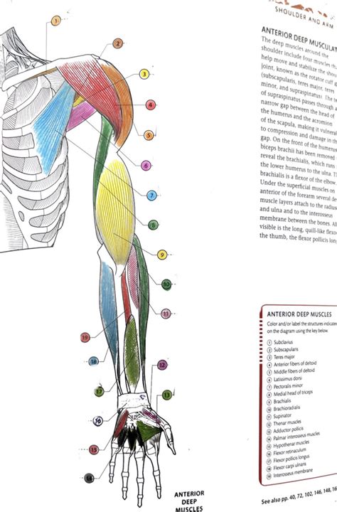 Shoulder Arm Muscles Anterior Deep Diagram Quizlet