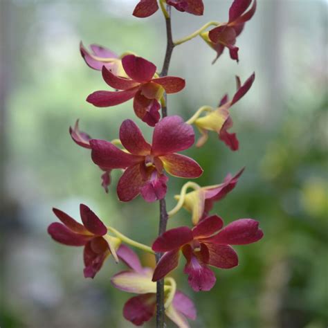 Buy Orchid Dendrobium No Flask Amthai Orchids Online