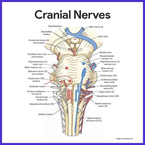 Nervous System Anatomy And Physiology Nervous System Anatomy Cranial