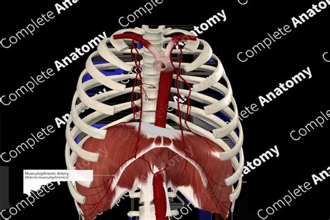 Musculophrenic Artery | Complete Anatomy