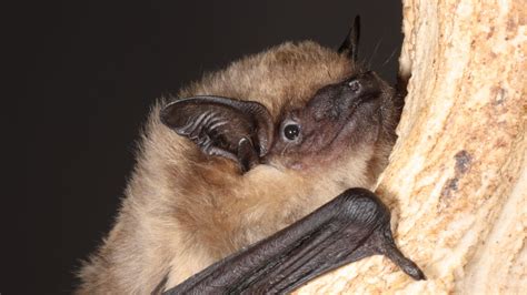 Serotine Bats Use Penises In Bizarre Way During Sex Scientists Say Science Climate And Tech