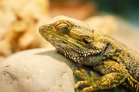 Brumation In Bearded Dragons Important Facts Tips You Need To Know