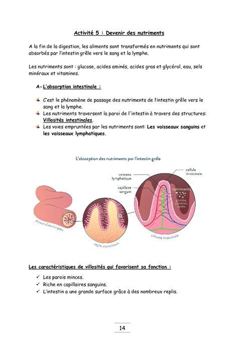 La Digestion Des Aliments Et Labsorption Intestinale Cours MA