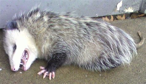 Dead Possum Removal: Tips To Locate And Remove A Dead Possum No One ...