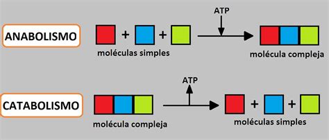 Cuadros Comparativos Entre Anabolismo Y Catabolismo Cuadro Comparativo