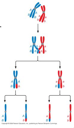 Inheritance And Genetic Diseases Flashcards Quizlet