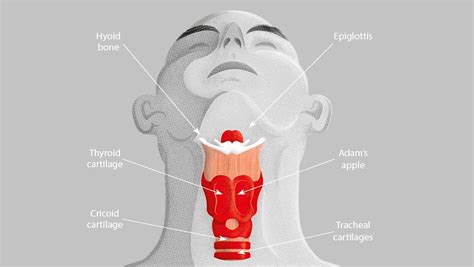 Adams Apple Diagram