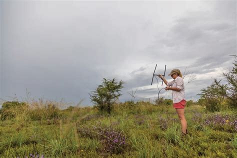 Pangolin conservation – Travel Namibia