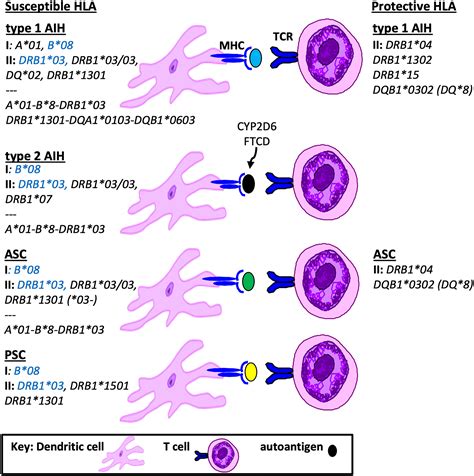 Frontiers Hla Associations In Pediatric Autoimmune Liver Diseases