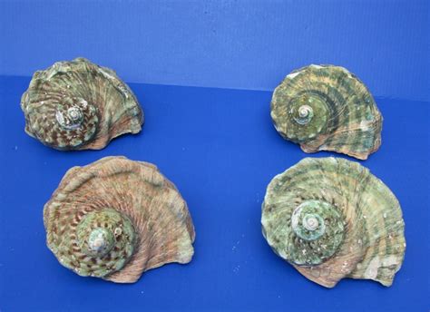 6 To 6 34 Inches Turbo Marmaratus Great Green Turban Shells For Sale