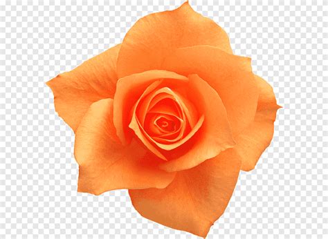 Rose Yellow Flower Orange Roses Floribunda Orange Png Pngegg