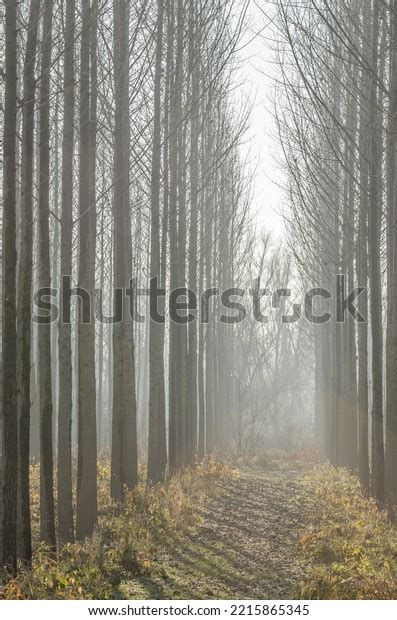 Poplar Trees Autumn Period Year Forest Stock Photo 2215865345