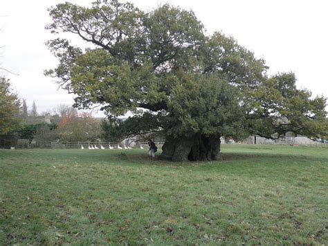 This Is The Bowthorpe Oak In Lincolnshire Which Was Apparently