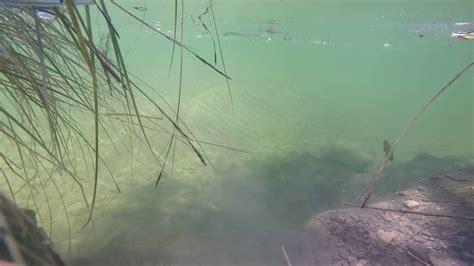 Rock Bass Pumpkin Seed Sunfish Fishing In The Creek River Gopro Cam