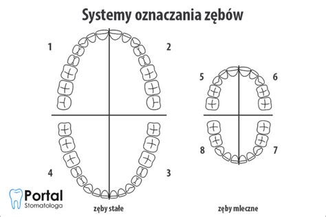 Systemy oznaczania zębów Portal Stomatologa