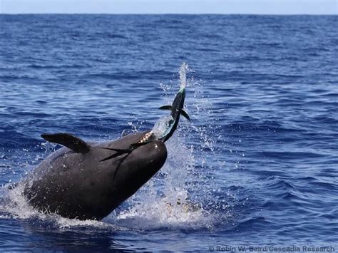 Les Cabrioles Dune Fausse Orque Capturant Une Dorade Mahi Mahi