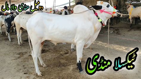 Taxila Mandi Update Domail Fateh Jang Bull Qurbani Bakra Eid