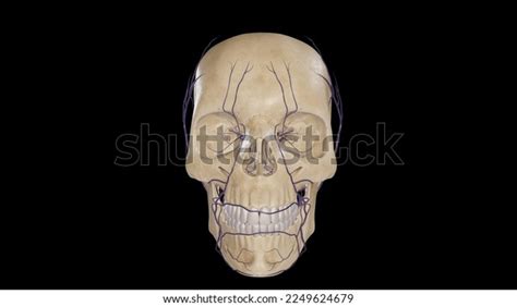 2 Pterygoid Venous Plexus Images, Stock Photos & Vectors | Shutterstock