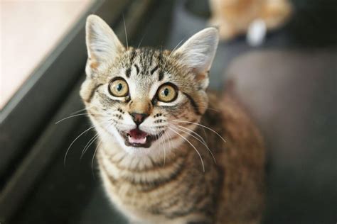 Porque Los Gatos Hacen Un Ruido Como De Motor