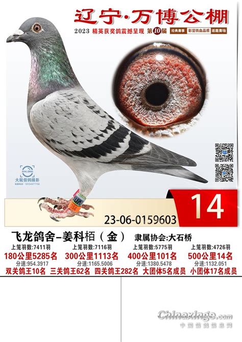 万博公棚2023年决赛获奖鸽1 100名照片 辽宁省大石桥万博公棚 中信网各地公棚