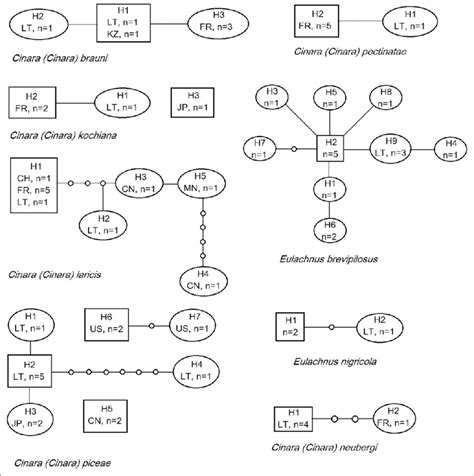 Haplotype networks for partial COI sequences (652 bp, 95% connection ...