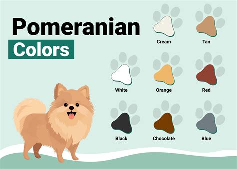 16 Pomeranian Colors & Patterns (With Pictures) – Dogster