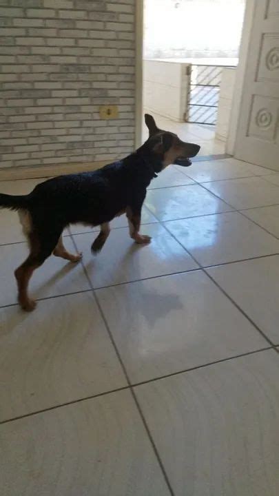 Cachorro SRD Adulto Cachorros Guaxindiba São Gonçalo 1379740692