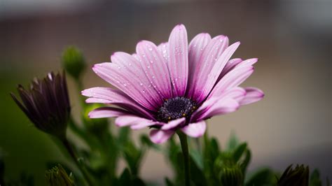 Foto De Stock Gratuita Sobre Flora Flores Fondo De Pantalla Hd