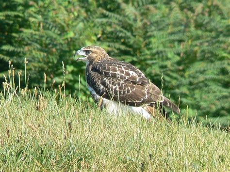 Toronto Wildlife More Red Tailed Hawks