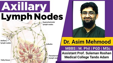 Anatomy Of Axillary Lymph Nodes Hindi Urdu Youtube