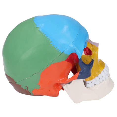 Human Skull Anatomical Model Life Size 3 Part Colored Detachable With