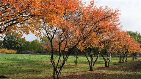 Amelanchier Lamarckii Treeebb Online Tree Finding Tool