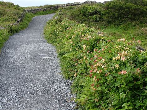 Wildflowers on Ireland's Inishmore Island