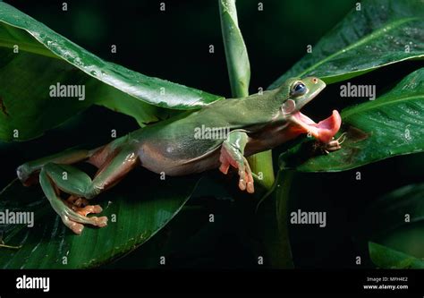 Frog Catching Prey