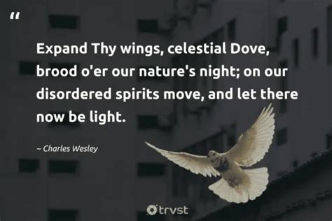 40 Dove Quotes About Our Peaceful Feathered Friends