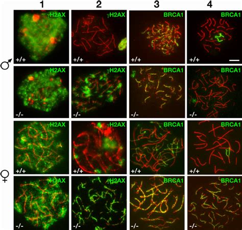 Altered distribution of γ H2AX and BRCA1 in Syce2 mutant mice