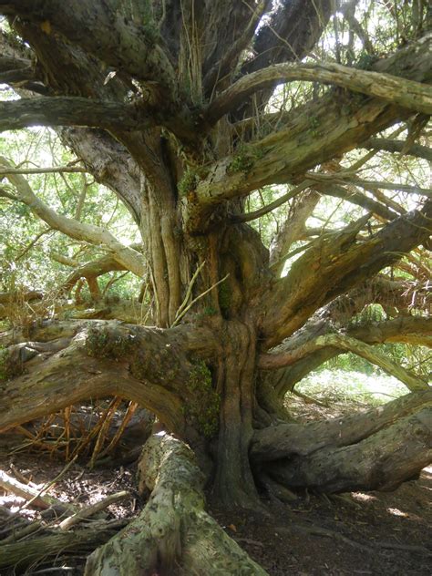 Chillingham Castle 1957 - Ancient Yew Group