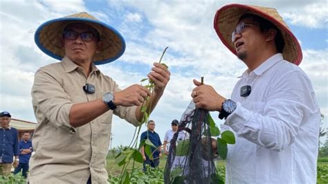 Panen Edamame Perdana Ptpn I Dukung Pertumbuhan Mitratani Dua Tujuh